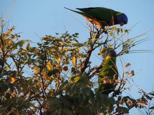 Rainbow Lorikeets